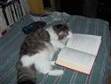 Cats are reading too! 